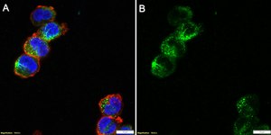 Anti-PROKR2 Antibody, clone 1J6 ZooMAb® Rabbit Monoclonal recombinant, expressed in HEK 293 cells