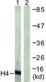 Anti-Histone H4 antibody produced in rabbit affinity isolated antibody