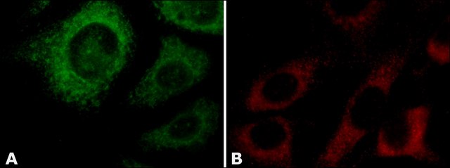 Anti-Cyclophilin B antibody, Mouse monoclonal clone CYPB-3, purified from hybridoma cell culture