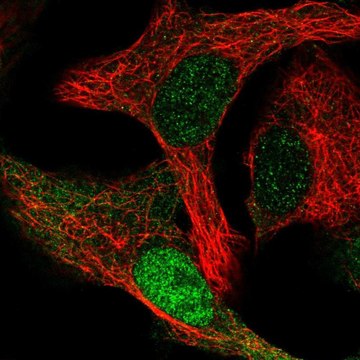 Anti-CDK2AP1 antibody produced in rabbit Prestige Antibodies&#174; Powered by Atlas Antibodies, affinity isolated antibody