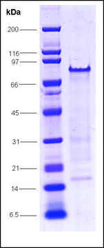 RNA聚合酶II，C端域，GST标记 人 recombinant, expressed in E. coli, &#8805;70% (SDS-PAGE)