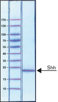 Sonic Hedgehog Peptide from mouse &#8805;97% (SDS-PAGE), recombinant, expressed in E. coli, Fused to a histidine tag at the C-terminus, lyophilized powder