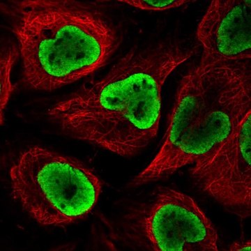 Anti-NUP54 antibody produced in rabbit Prestige Antibodies&#174; Powered by Atlas Antibodies, affinity isolated antibody