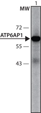 Anti-ATP6AP1 (451-465) antibody produced in rabbit IgG fraction of antiserum, PBS solution