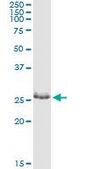 Monoclonal Anti-ZNF266 antibody produced in mouse clone 1B9, purified immunoglobulin, buffered aqueous solution