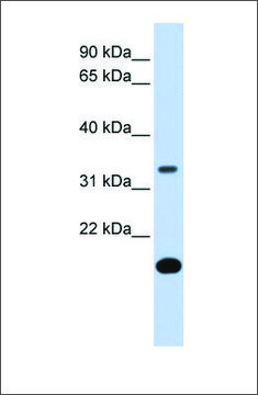 Anti-FST antibody produced in rabbit affinity isolated antibody