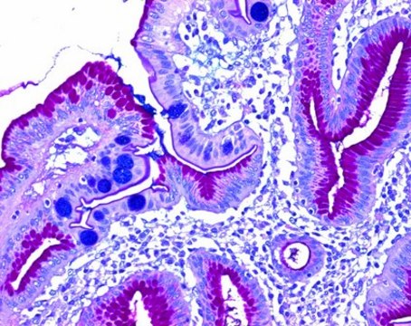 副对苯胺（氯化物）（C.I.42500） for microscopy Certistain&#174;