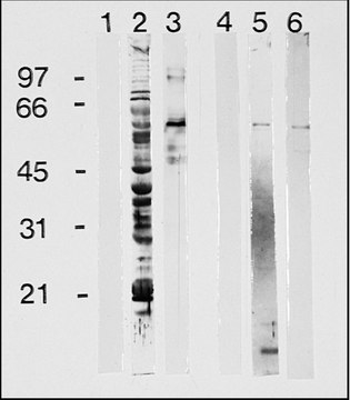 抗- 人IgG (&#947;-链特异性)&#8722;过氧化物酶 山羊抗 affinity isolated antibody, buffered aqueous solution