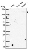Anti-CRB1 antibody produced in rabbit Prestige Antibodies® Powered by Atlas Antibodies, affinity isolated antibody