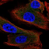 Anti-MAP1S antibody produced in rabbit Prestige Antibodies® Powered by Atlas Antibodies, affinity isolated antibody, buffered aqueous glycerol solution