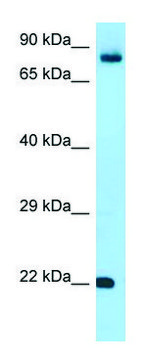 Anti-FGF18 (C-terminal) antibody produced in rabbit affinity isolated antibody