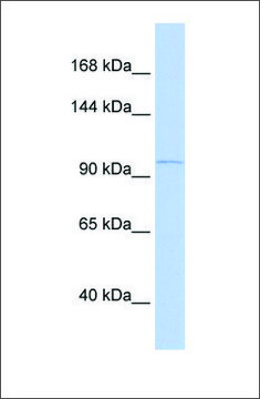 Anti-PCDH8 (ab2) antibody produced in rabbit affinity isolated antibody