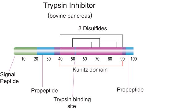 Trypsin inhibitor from bovine pancreas Type I-P, essentially salt-free, lyophilized powder