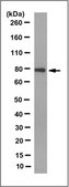 Anti-TRIM3 Antibody, clone 13D12.1 clone 13D12.1, from mouse