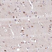 Anti-LSM4 antibody produced in rabbit affinity isolated antibody, buffered aqueous glycerol solution