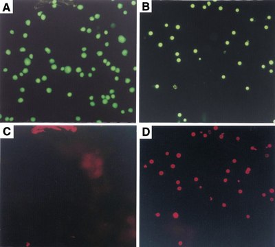 Annexin V-Cy3&#8482; 细胞凋亡检测试剂盒