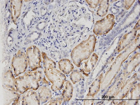 Monoclonal Anti-SLC22A6, (C-terminal) antibody produced in mouse clone 1F2, purified immunoglobulin, buffered aqueous solution