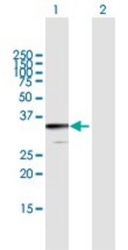 Anti-JAZF1 antibody produced in mouse purified immunoglobulin, buffered aqueous solution