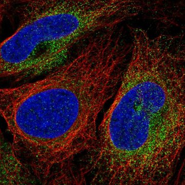 Anti-SCARA3 antibody produced in rabbit Prestige Antibodies&#174; Powered by Atlas Antibodies, affinity isolated antibody