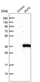 Anti-MLF2 antibody produced in rabbit Ab2, Prestige Antibodies® Powered by Atlas Antibodies, affinity isolated antibody, buffered aqueous glycerol solution