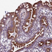 Anti-C12orf66 antibody produced in rabbit Prestige Antibodies® Powered by Atlas Antibodies, affinity isolated antibody, buffered aqueous glycerol solution