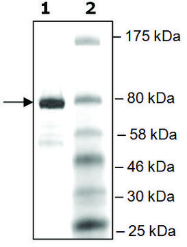 BRD4, BD1, BD2 (49-460) GST tag human recombinant, expressed in E. coli, &#8805;80% (SDS-PAGE)