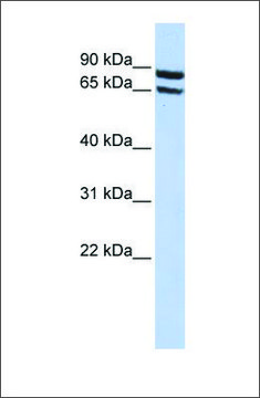 Anti-SLC6A15 antibody produced in rabbit affinity isolated antibody