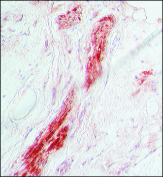 抗-S-100 兔抗 IgG fraction of antiserum, buffered aqueous solution