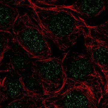 Anti-SRSF5 antibody produced in rabbit Prestige Antibodies&#174; Powered by Atlas Antibodies, affinity isolated antibody