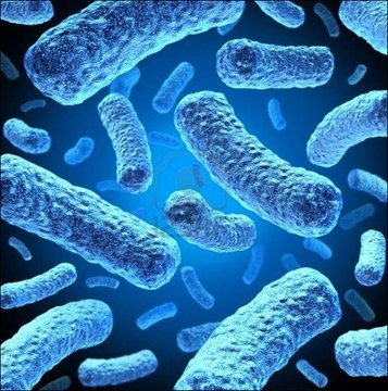 Rosetta-gami 2(DE3)pLysS Competent Cells - Novagen Rosetta-Gami 2 host strains allows for enhanced disulfide bond formation and enhanced expression of eukaryotic proteins. T7 lysozyme expression suppresses basal T7 expression.