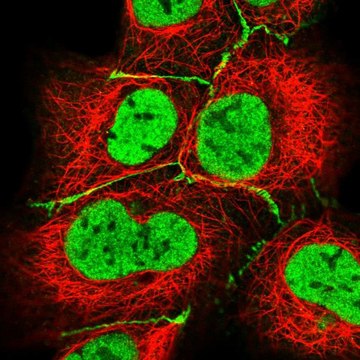 Anti-HLA-DPB1 antibody produced in rabbit Prestige Antibodies&#174; Powered by Atlas Antibodies, affinity isolated antibody