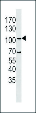 ANTI-LGR5/GPR49 (N-TERM) antibody produced in rabbit IgG fraction of antiserum, buffered aqueous solution