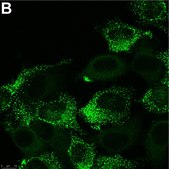 Anti-PIEZO2 Antibody, clone 1H10 ZooMAb® Rabbit Monoclonal recombinant, expressed in HEK 293 cells