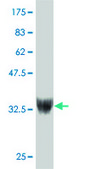 ANTI-ZNF207 antibody produced in mouse clone 7G1, purified immunoglobulin, buffered aqueous solution