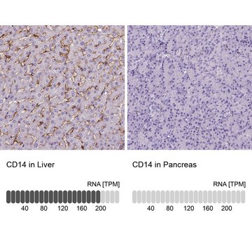 Monoclonal Anti-CD14 antibody produced in mouse Prestige Antibodies&#174; Powered by Atlas Antibodies, clone CL1638, purified immunoglobulin, buffered aqueous glycerol solution