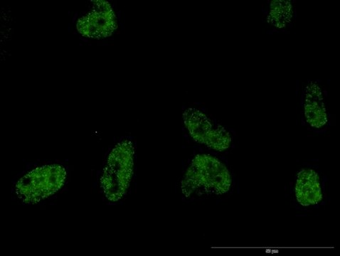 Monoclonal Anti-PLCB2 antibody produced in mouse clone 1B3, purified immunoglobulin, buffered aqueous solution