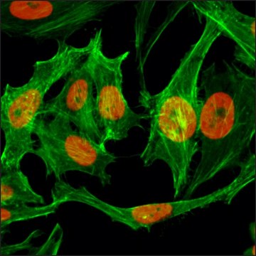 Anti-Monomethyl-Histone H3 (Lys9) antibody, Rabbit monoclonal recombinant, expressed in HEK 293 cells, clone RM150, purified immunoglobulin