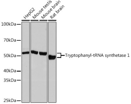 Anti-Tryptophanyl-tRNA synthetase 1 Antibody, clone 3B2F10, Rabbit Monoclonal