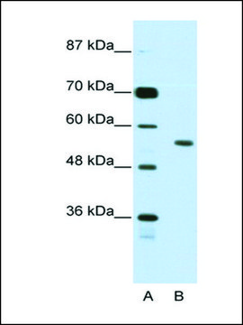 Anti-BRD3 antibody produced in rabbit IgG fraction of antiserum