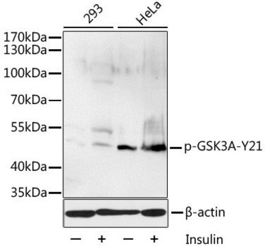 Anti-Phospho-GSK3A-S21 antibody produced in rabbit