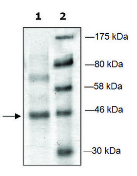 PRMT6 active human recombinant, expressed in E. coli, &#8805;70% (SDS-PAGE)