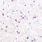 Anti-IDO1 Antibody, clone 6W2F7, Rabbit Monoclonal
