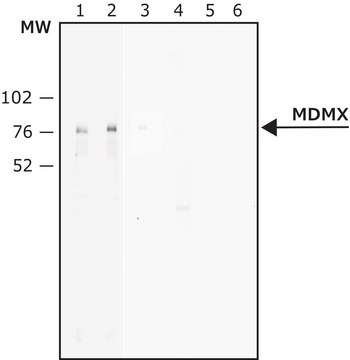 抗-MDMX抗体，小鼠单克隆 小鼠抗 clone MDMX-82, purified from hybridoma cell culture