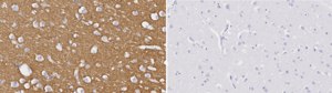 Anti-Syntaxin-1A Antibody, clone 2B21 ZooMAb® Rabbit Monoclonal recombinant, expressed in HEK 293 cells