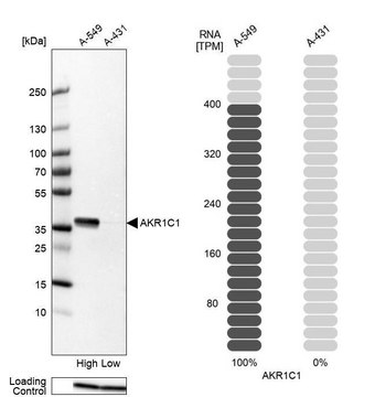 Anti-AKR1C1 antibody produced in rabbit Prestige Antibodies&#174; Powered by Atlas Antibodies, affinity isolated antibody