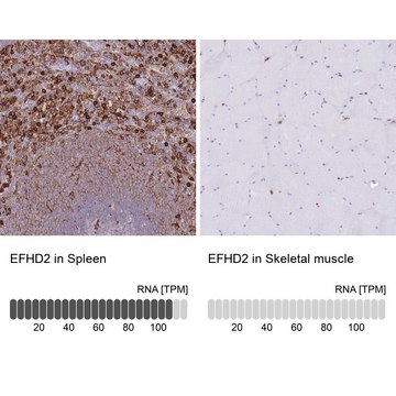 Anti-EFHD2 antibody produced in rabbit Prestige Antibodies&#174; Powered by Atlas Antibodies, affinity isolated antibody, buffered aqueous glycerol solution