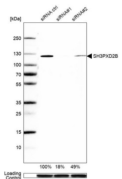 Anti-SH3PXD2B antibody produced in rabbit Prestige Antibodies&#174; Powered by Atlas Antibodies, affinity isolated antibody, buffered aqueous glycerol solution