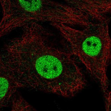 Anti-RFWD3 antibody produced in rabbit Prestige Antibodies&#174; Powered by Atlas Antibodies, affinity isolated antibody