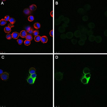 Anti-Fusion Glycoprotein of HPIV 3 Antibody