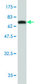 Monoclonal Anti-DCPS antibody produced in mouse clone 3E5, purified immunoglobulin, buffered aqueous solution
